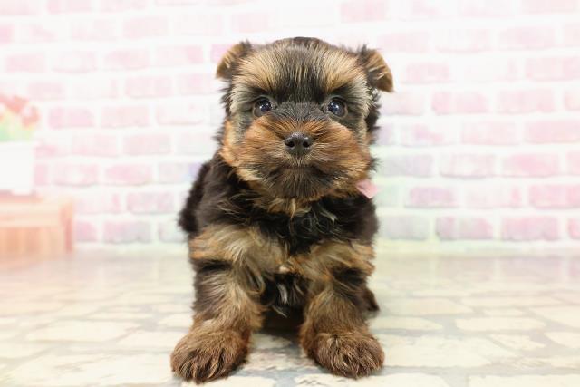 東京都のヨークシャーテリア (Coo&RIKU足立本店/2025年7月6日生まれ/女の子/スチールブルータン)の子犬の1枚目の画像