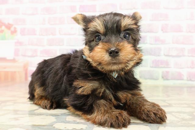 東京都のヨークシャーテリア (Coo&RIKU板橋店/2025年7月6日生まれ/男の子/スチールブルータン)の子犬の3枚目の画像