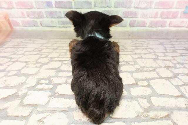 東京都のヨークシャーテリア (Coo&RIKU板橋店/2025年7月6日生まれ/男の子/スチールブルータン)の子犬の4枚目の画像
