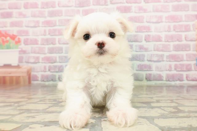 新潟県のマルチーズ (Coo&RIKUイオンモール新発田店/2025年7月4日生まれ/女の子/ホワイト)の子犬の1枚目の画像