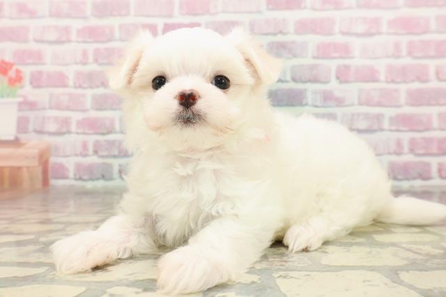 新潟県のマルチーズ (Coo&RIKUイオンモール新発田店/2025年7月4日生まれ/女の子/ホワイト)の子犬の2枚目の画像