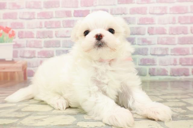新潟県のマルチーズ (Coo&RIKUイオンモール新発田店/2025年7月4日生まれ/女の子/ホワイト)の子犬の3枚目の画像