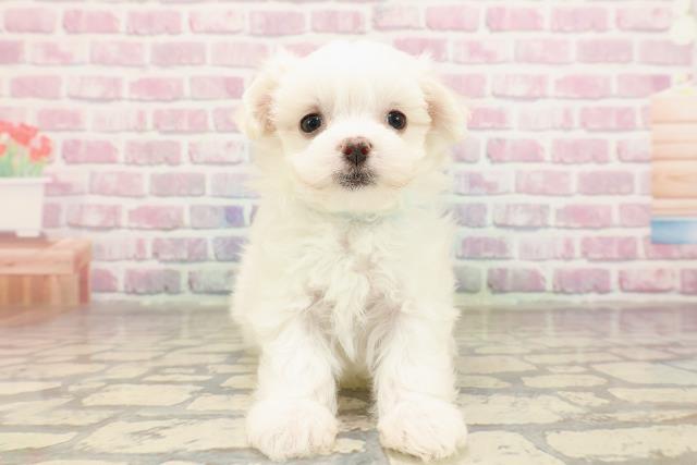福島県のマルチーズ (Coo&RIKU福島店/2025年7月4日生まれ/男の子/ホワイト)の子犬の1枚目の画像