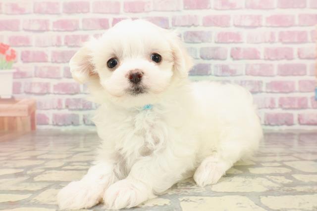 福島県のマルチーズ (Coo&RIKU福島店/2025年7月4日生まれ/男の子/ホワイト)の子犬の2枚目の画像