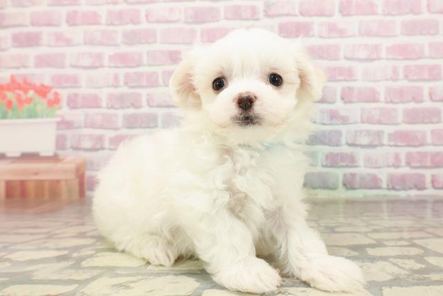 福島県のマルチーズ (Coo&RIKU福島店/2025年7月4日生まれ/男の子/ホワイト)の子犬の3枚目の画像