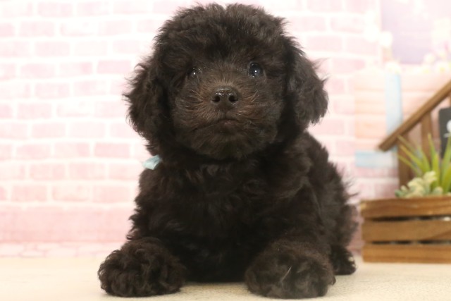 広島県のトイプードル(トイ) (Coo&RIKU福山店/2025年7月3日生まれ/男の子/ブラック)の子犬