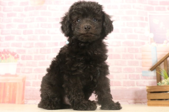 広島県のトイプードル(トイ) (Coo&RIKU福山店/2025年7月3日生まれ/男の子/ブラック)の子犬の2枚目の画像