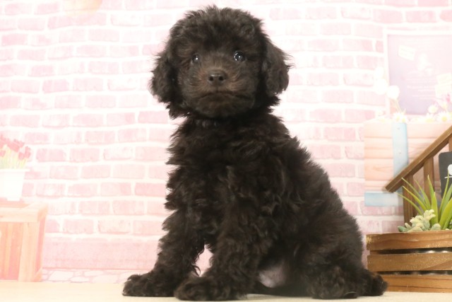 広島県のトイプードル(トイ) (Coo&RIKU福山店/2025年7月3日生まれ/男の子/ブラック)の子犬の3枚目の画像