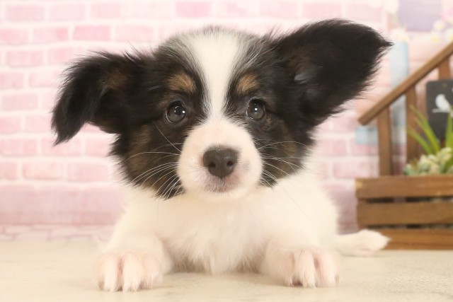 広島県のパピヨン (Coo&RIKUゆめタウン大竹店/2025年7月4日生まれ/女の子/トライカラー)の子犬