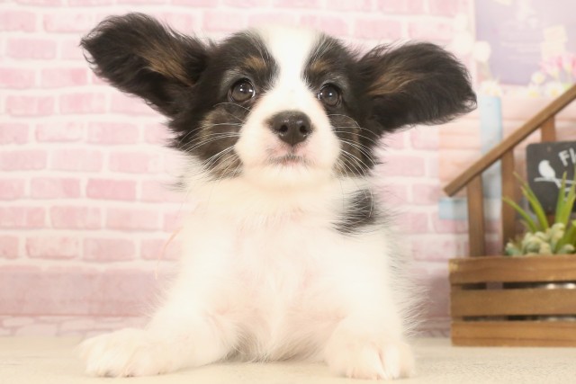 広島県のパピヨン (Coo&RIKU東広島店/2025年7月4日生まれ/女の子/ブラックホワイト)の子犬
