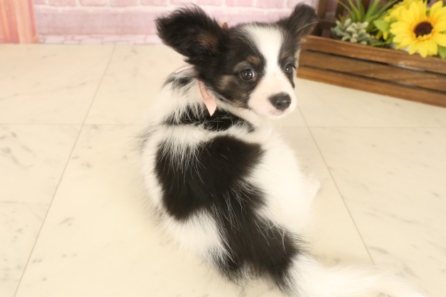 広島県のパピヨン (Coo&RIKU東広島店/2025年7月4日生まれ/女の子/ブラックホワイト)の子犬の4枚目の画像