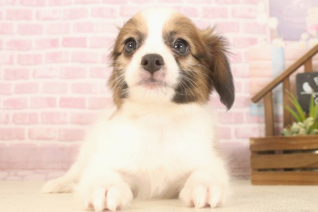 岡山県のパピヨン (Coo&RIKU岡山店/2025年7月4日生まれ/女の子/ブラウンホワイト)の子犬の1枚目の画像