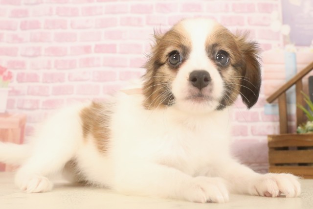 岡山県のパピヨン (Coo&RIKU岡山店/2025年7月4日生まれ/女の子/ブラウンホワイト)の子犬の2枚目の画像
