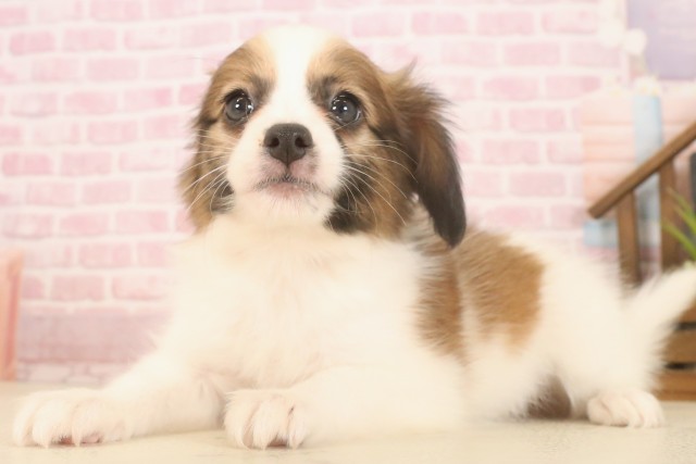 岡山県のパピヨン (Coo&RIKU岡山店/2025年7月4日生まれ/女の子/ブラウンホワイト)の子犬の3枚目の画像