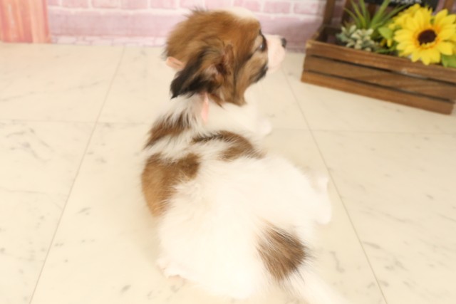 岡山県のパピヨン (Coo&RIKU岡山店/2025年7月4日生まれ/女の子/ブラウンホワイト)の子犬の4枚目の画像