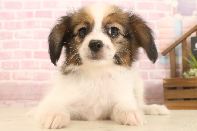 山口県のパピヨン (Coo&RIKUサンパークあじす店/2025年7月4日生まれ/女の子/ブラウンホワイト)の子犬の1枚目の画像