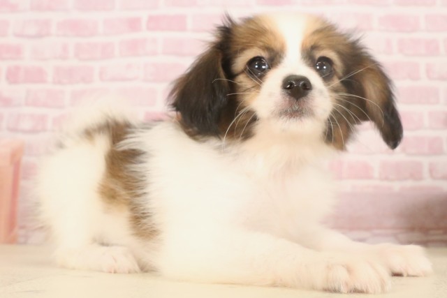 山口県のパピヨン (Coo&RIKUサンパークあじす店/2025年7月4日生まれ/女の子/ブラウンホワイト)の子犬の2枚目の画像