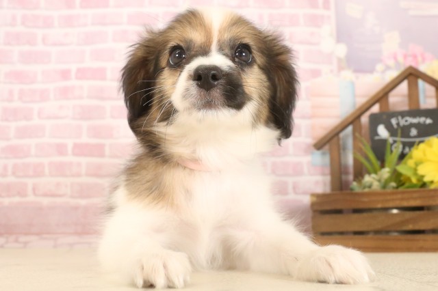 愛媛県のパピヨン (Coo&RIKU愛媛松山店/2025年7月4日生まれ/女の子/ブラウンホワイト)の子犬の1枚目の画像