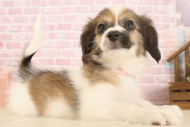 愛媛県のパピヨン (Coo&RIKU愛媛松山店/2025年7月4日生まれ/女の子/ブラウンホワイト)の子犬の2枚目の画像