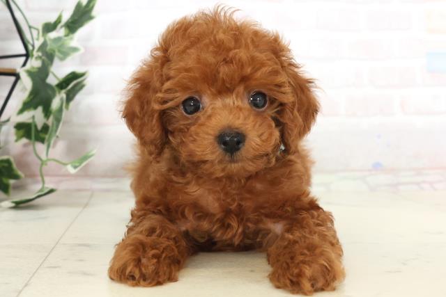 広島県のトイプードル(トイ) (Coo&RIKU広島中央店/2025年7月3日生まれ/男の子/レッド)の子犬