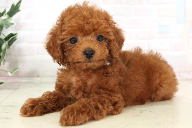広島県のトイプードル(トイ) (Coo&RIKU広島中央店/2025年7月3日生まれ/男の子/レッド)の子犬の3枚目の画像