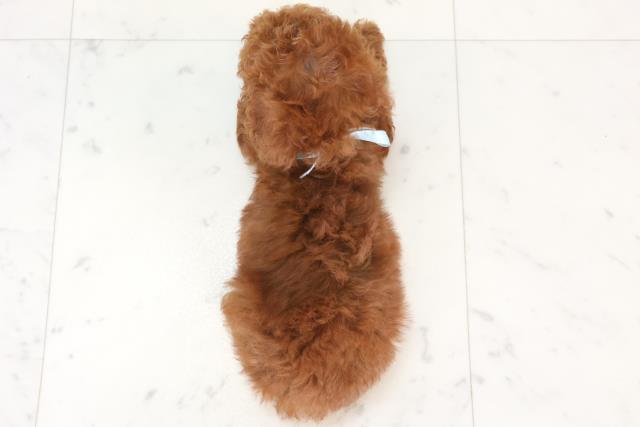 広島県のトイプードル(トイ) (Coo&RIKU広島中央店/2025年7月3日生まれ/男の子/レッド)の子犬の4枚目の画像