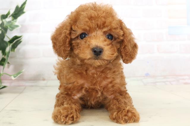 長崎県のトイプードル(トイ) (Coo&RIKU大村店/2025年7月3日生まれ/男の子/レッド)の子犬の1枚目の画像