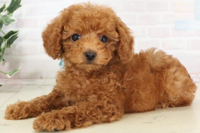 長崎県のトイプードル(トイ) (Coo&RIKU大村店/2025年7月3日生まれ/男の子/レッド)の子犬の3枚目の画像