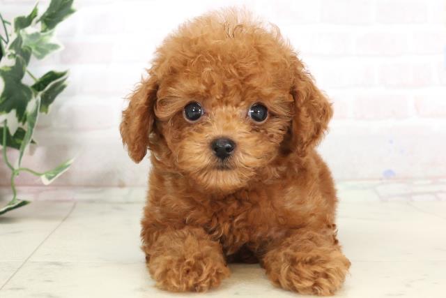 福岡県のトイプードル(トイ) (Coo&RIKU福岡古賀店/2025年7月3日生まれ/男の子/レッド)の子犬の1枚目の画像