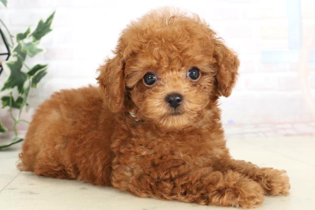 福岡県のトイプードル(トイ) (Coo&RIKU福岡古賀店/2025年7月3日生まれ/男の子/レッド)の子犬の2枚目の画像
