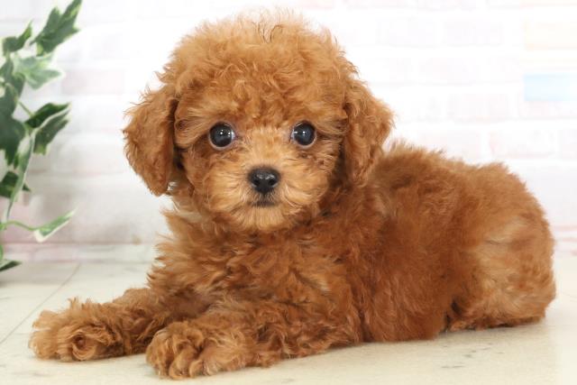 福岡県のトイプードル(トイ) (Coo&RIKU福岡古賀店/2025年7月3日生まれ/男の子/レッド)の子犬の3枚目の画像