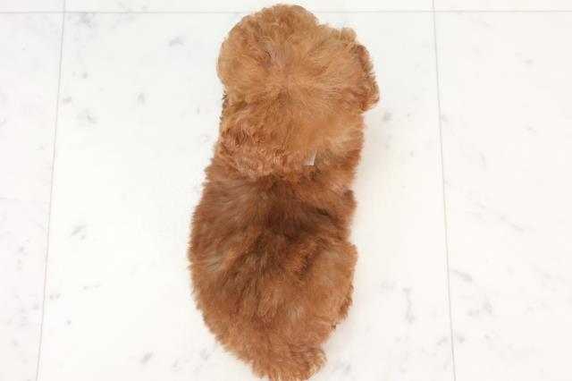 福岡県のトイプードル(トイ) (Coo&RIKU福岡古賀店/2025年7月3日生まれ/男の子/レッド)の子犬の4枚目の画像