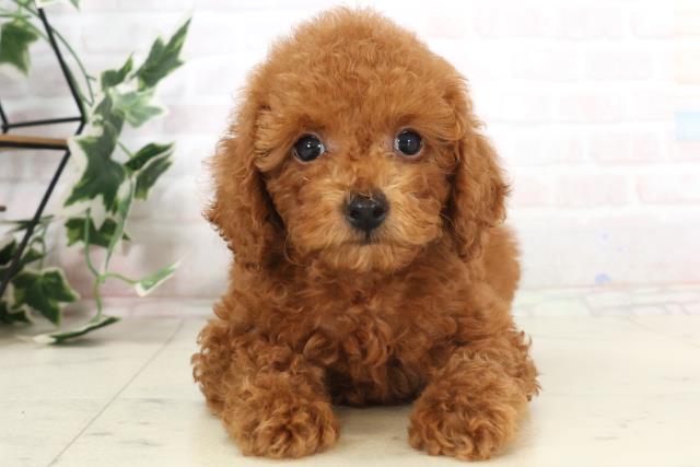 島根県のトイプードル(トイ) (Coo&RIKU出雲店/2025年7月3日生まれ/女の子/レッド)の子犬の1枚目の画像