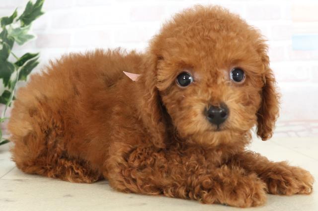 島根県のトイプードル(トイ) (Coo&RIKU出雲店/2025年7月3日生まれ/女の子/レッド)の子犬の2枚目の画像