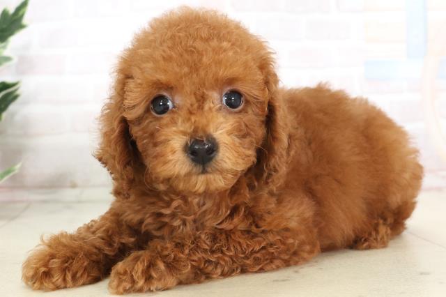 島根県のトイプードル(トイ) (Coo&RIKU出雲店/2025年7月3日生まれ/女の子/レッド)の子犬の3枚目の画像