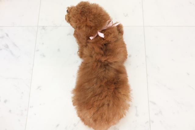 島根県のトイプードル(トイ) (Coo&RIKU出雲店/2025年7月3日生まれ/女の子/レッド)の子犬の4枚目の画像