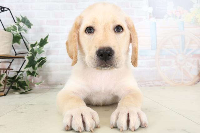 広島県のラブラドールレトリーバー (Coo&RIKU福山店/2025年7月3日生まれ/男の子/イエロー)の子犬