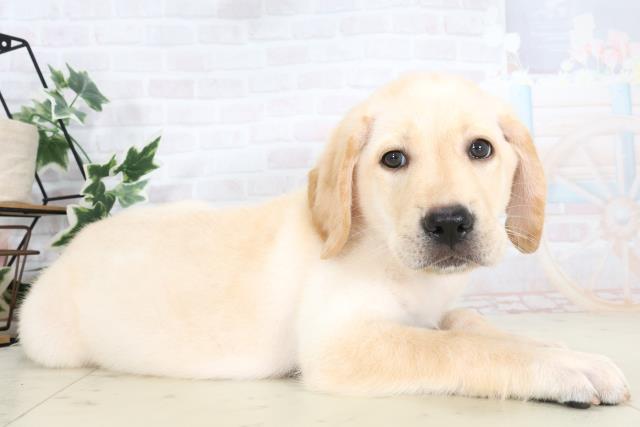 広島県のラブラドールレトリーバー (Coo&RIKU福山店/2025年7月3日生まれ/男の子/イエロー)の子犬の2枚目の画像