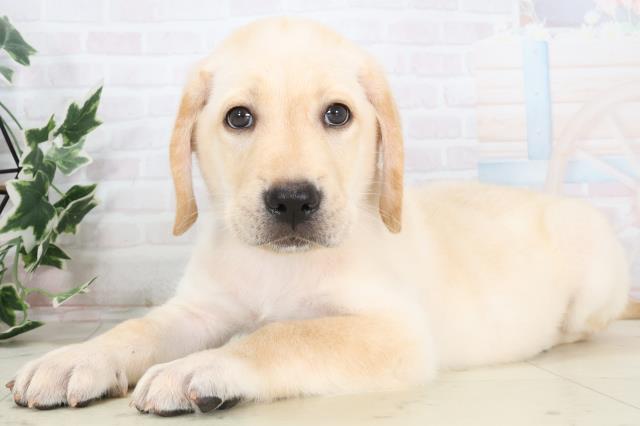 広島県のラブラドールレトリーバー (Coo&RIKU福山店/2025年7月3日生まれ/男の子/イエロー)の子犬の3枚目の画像