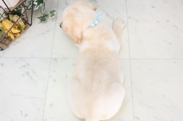 広島県のラブラドールレトリーバー (Coo&RIKU福山店/2025年7月3日生まれ/男の子/イエロー)の子犬の4枚目の画像