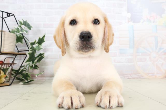広島県のラブラドールレトリーバー (Coo&RIKU東広島店/2025年7月3日生まれ/男の子/イエロー)の子犬