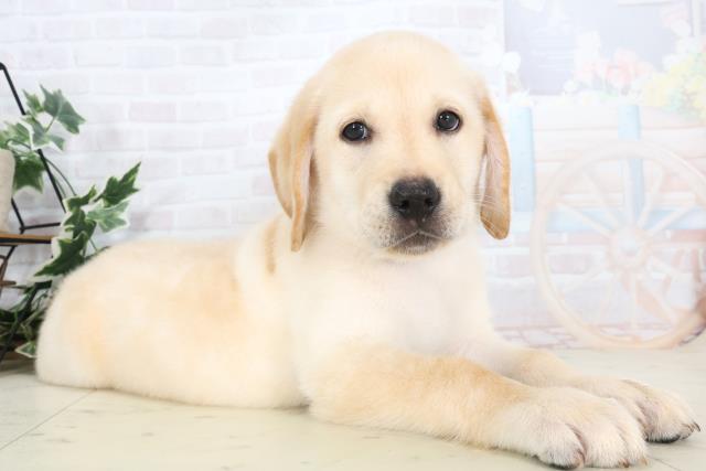 広島県のラブラドールレトリーバー (Coo&RIKU東広島店/2025年7月3日生まれ/男の子/イエロー)の子犬の2枚目の画像