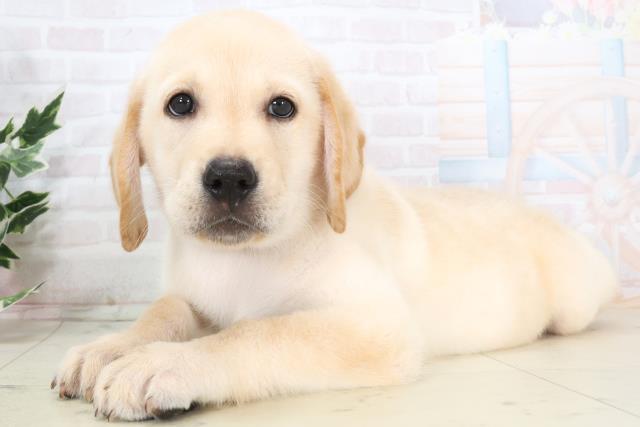 広島県のラブラドールレトリーバー (Coo&RIKU東広島店/2025年7月3日生まれ/男の子/イエロー)の子犬の3枚目の画像