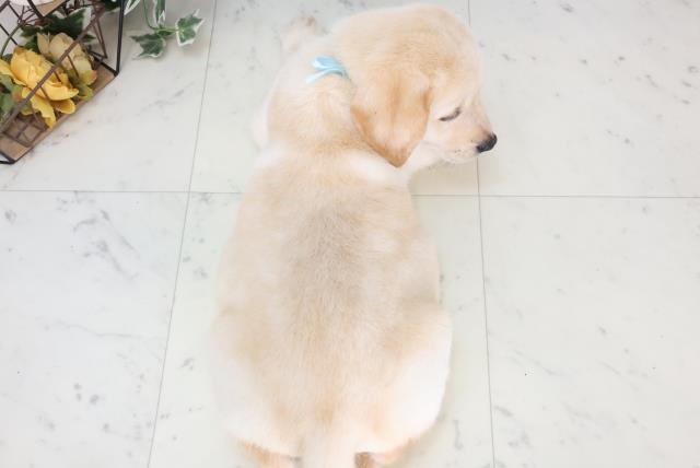 広島県のラブラドールレトリーバー (Coo&RIKU東広島店/2025年7月3日生まれ/男の子/イエロー)の子犬の4枚目の画像
