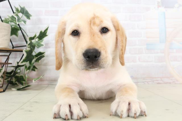 広島県のラブラドールレトリーバー (Coo&RIKU広島北店/2025年7月3日生まれ/男の子/イエロー)の子犬