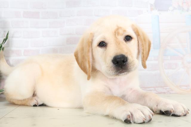 広島県のラブラドールレトリーバー (Coo&RIKU広島北店/2025年7月3日生まれ/男の子/イエロー)の子犬の2枚目の画像