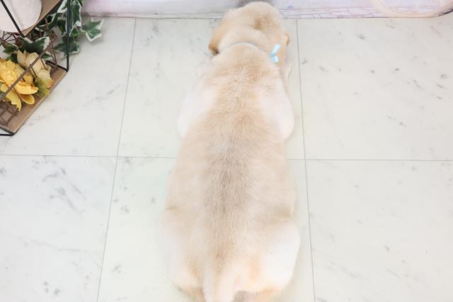 広島県のラブラドールレトリーバー (Coo&RIKU広島北店/2025年7月3日生まれ/男の子/イエロー)の子犬の4枚目の画像