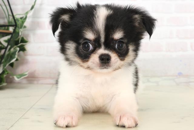 高知県のチワワ(ロング) (Coo&RIKUのいち店/2025年7月6日生まれ/男の子/ブラックタンホワイト)の子犬の1枚目の画像