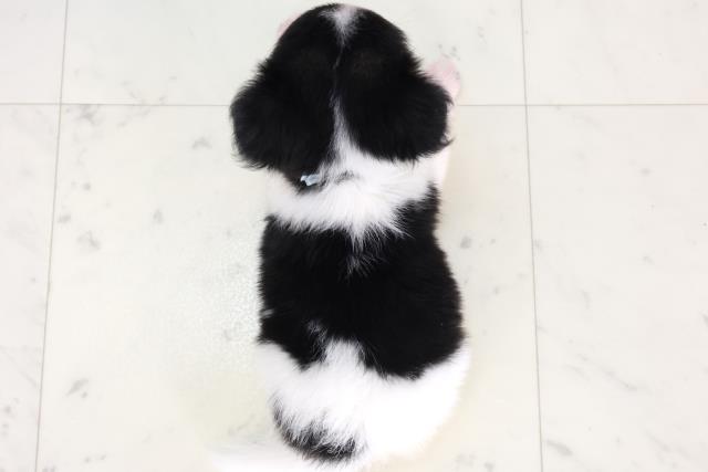 高知県のチワワ(ロング) (Coo&RIKUのいち店/2025年7月6日生まれ/男の子/ブラックタンホワイト)の子犬の4枚目の画像