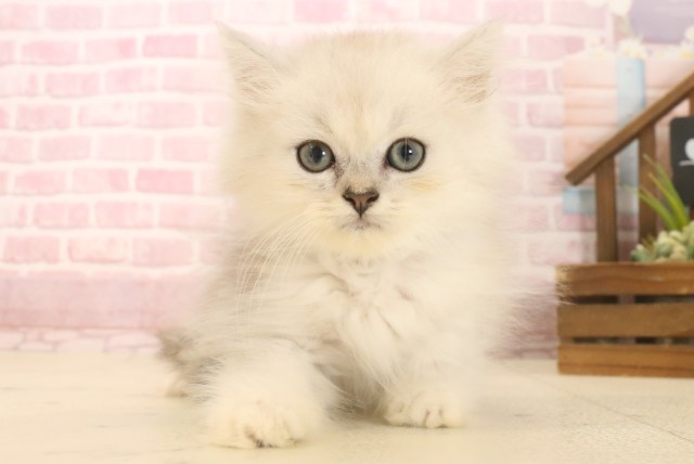 佐賀県のペルシャ (Coo&RIKU佐賀神埼店/2025年6月26日生まれ/男の子/チンチラシルバー)の子猫の1枚目の画像